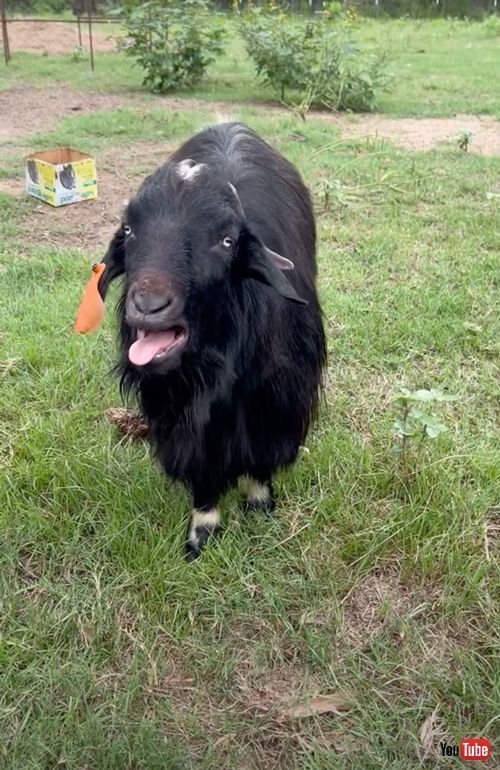 お風呂がイヤで絶叫するヤギ