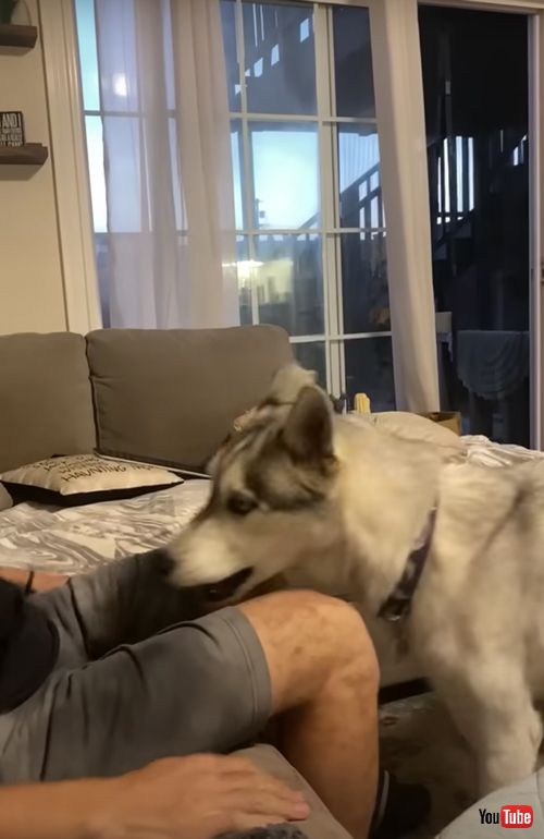 怒りが爆発するワンコ