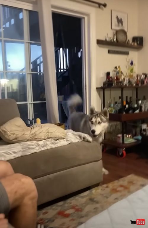 怒りが爆発するワンコ