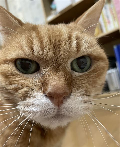 猫の顔トリミング