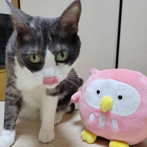 ぬいぐるみと猫ちゃん