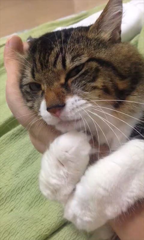 抱きつく猫ちゃんアップ