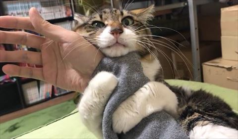 抱きつきながら持ち上げられる猫正面