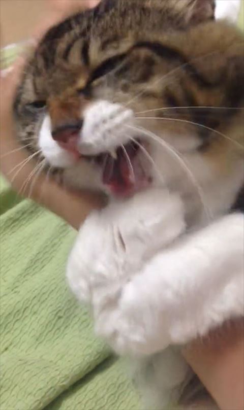 大きく口あけてる猫