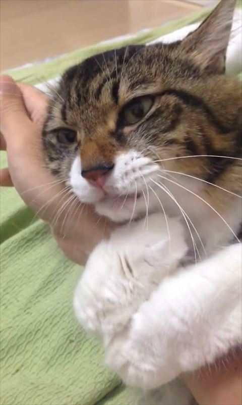 抱きつきながら遠くを見つめる猫