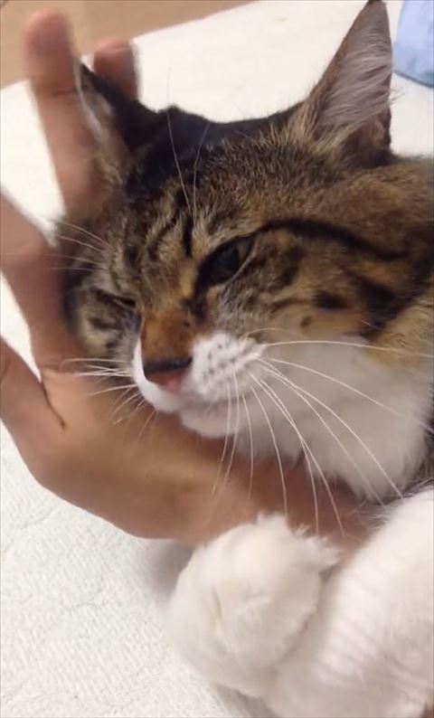 手の甲でもふられる猫ちゃん