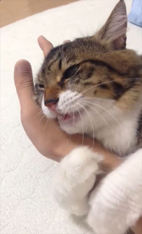 少し口をあけてる猫ちゃん
