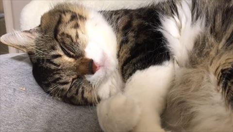 寝てる猫ちゃん