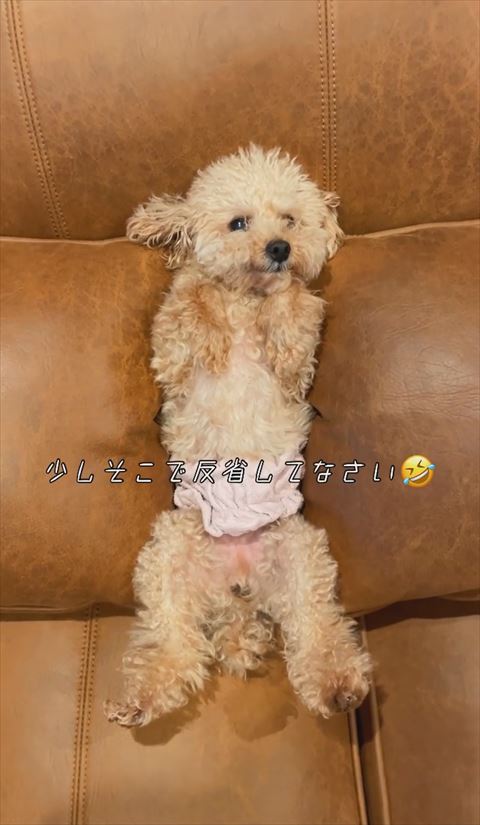 はさまってるワンコ正面