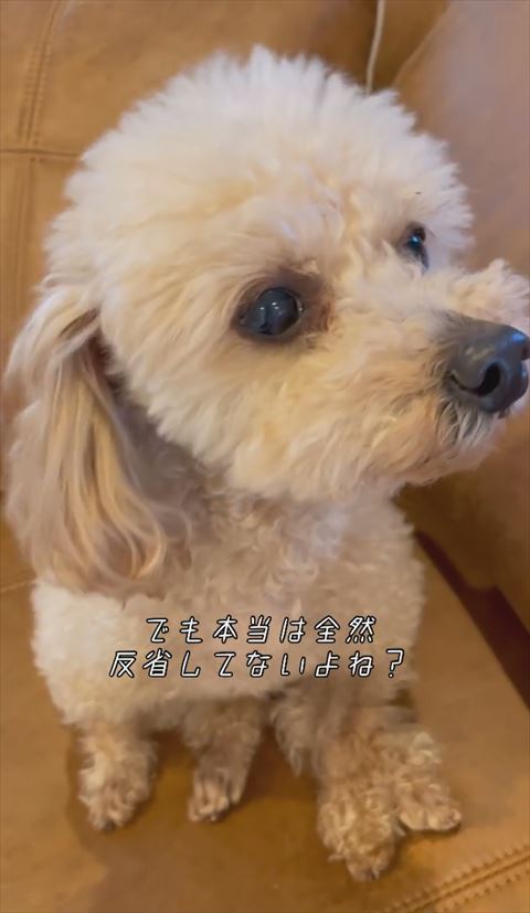 反省してないよねテロップ