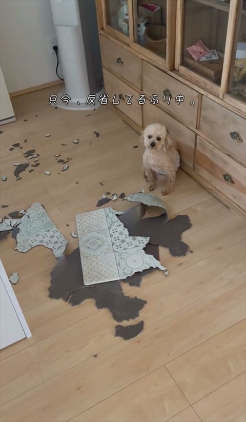 反省したフリ中テロップ