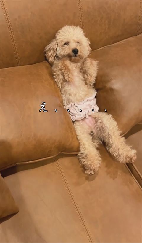 はさまってるワンコ横から