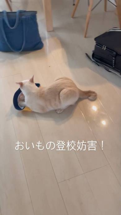 帽子にアタックする猫