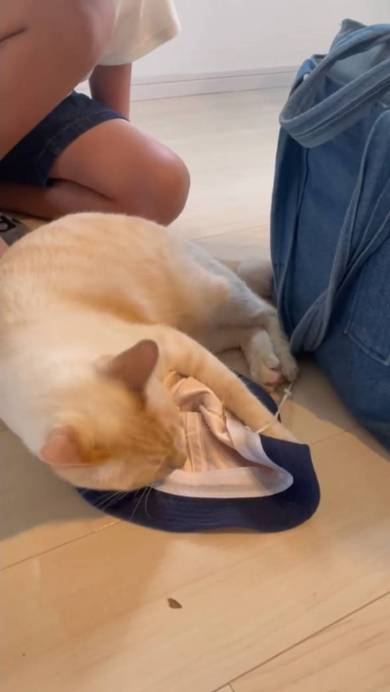 手提げ袋と猫