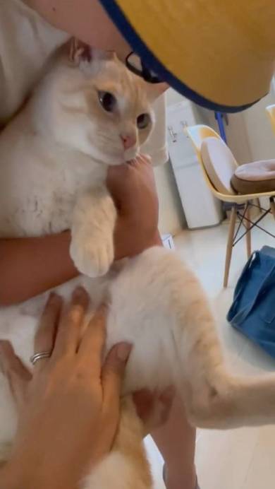 猫をあやす息子