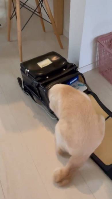 ランドセルに入る猫