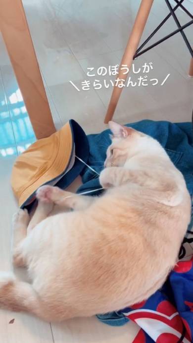 帽子をける猫