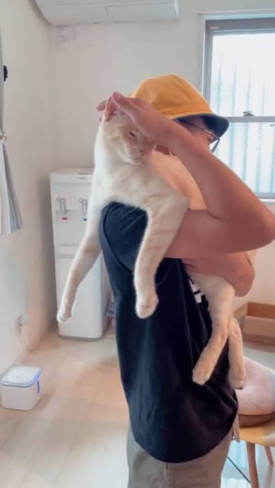 弟のような猫