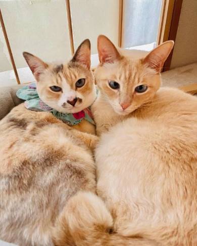 猫2匹
