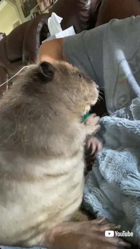 くしを受け入れるビーバーの赤ちゃん