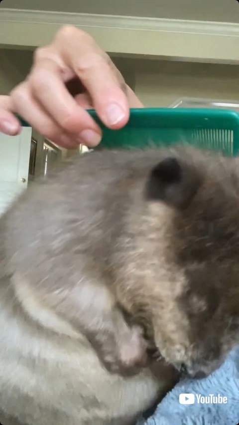 気持ちよさそうなビーバーの赤ちゃん