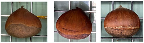 栗へ入れた切れ込みの様子