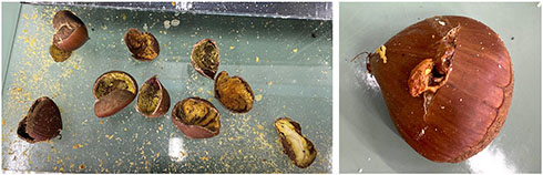 破裂した栗