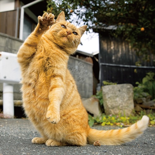 前足を振っている猫