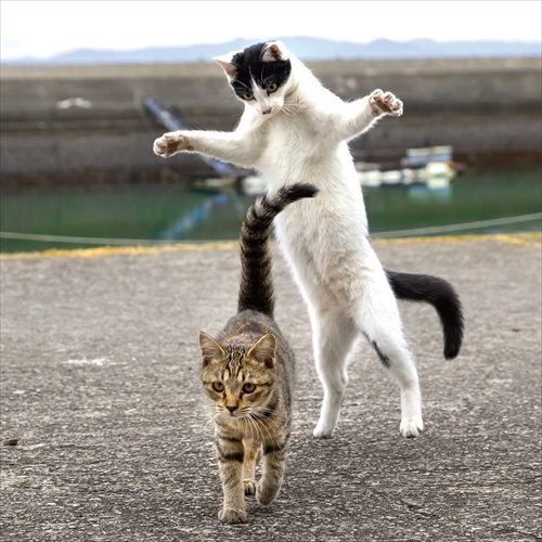 後ろからロックオンされる猫