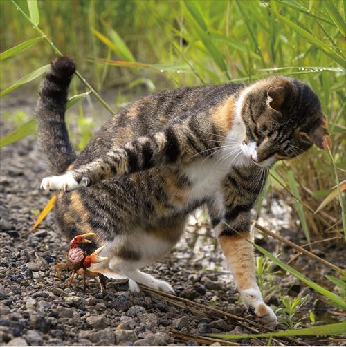 蟹とバトルする猫