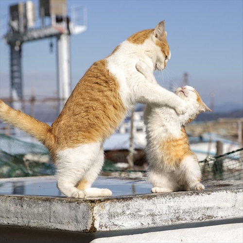 必死すぎるネコカレンダー