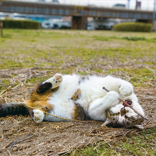 必死すぎるネコカレンダー