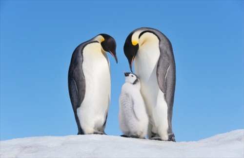 名古屋港水族館ペンギングッズ