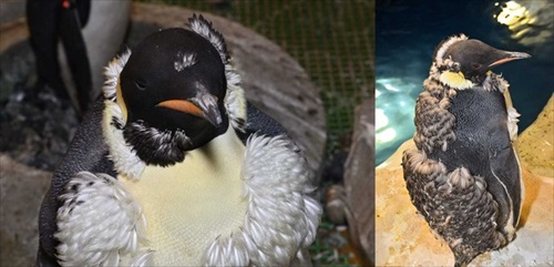 名古屋港水族館ペンギングッズ