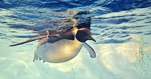 名古屋港水族館ペンギングッズ