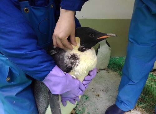 名古屋港水族館ペンギングッズ