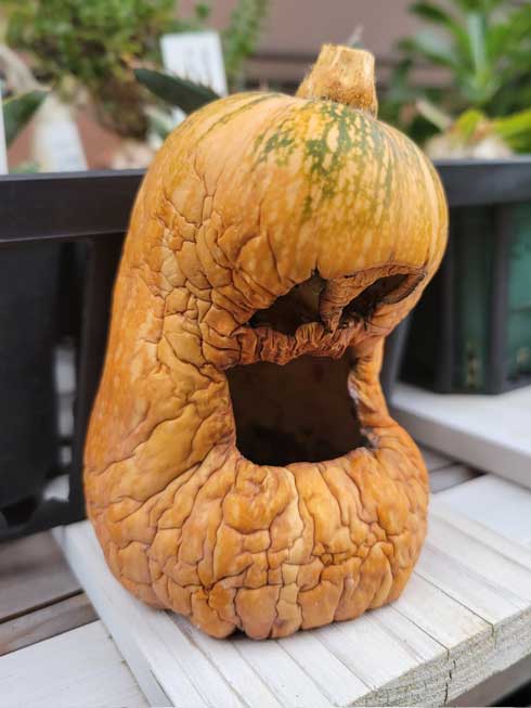ハロウィン 保ちそうにない 老衰 しわしわ 変化 カボチャ ジャックオーランタン