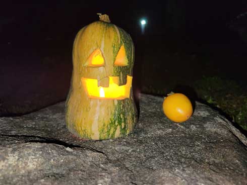 ハロウィン 保ちそうにない 老衰 しわしわ 変化 カボチャ ジャックオーランタン