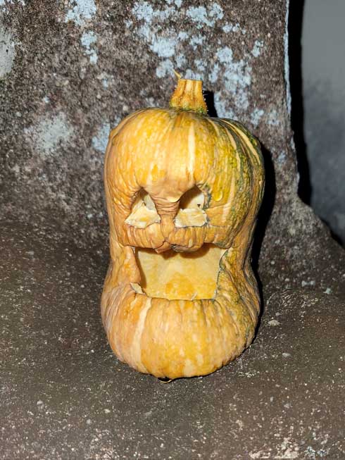 ハロウィン 保ちそうにない 老衰 しわしわ 変化 カボチャ ジャックオーランタン