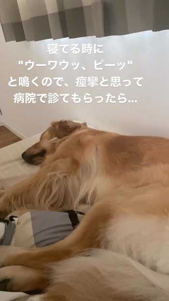 寝ているゴールデンレトリバー