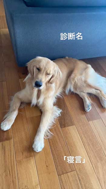 眠そうなゴールデンレトリバー