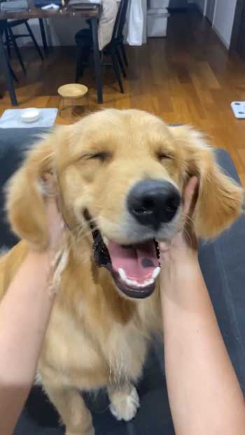 愛嬌たっぷりなゴールデンレトリバー