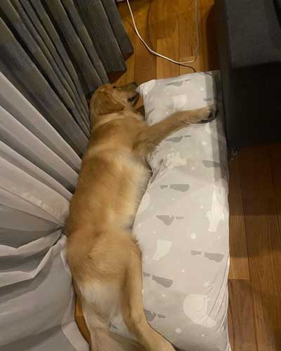 抱きまくらを抱くゴールデンレトリバー