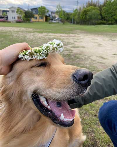 1歳になったゴールデンレトリバー