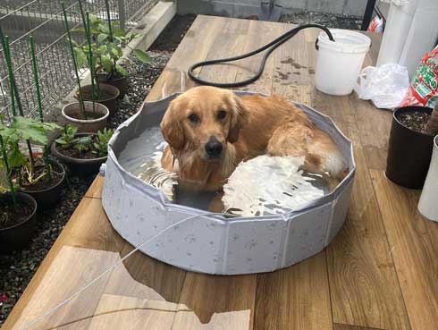 プールに浸かるゴールデンレトリバー