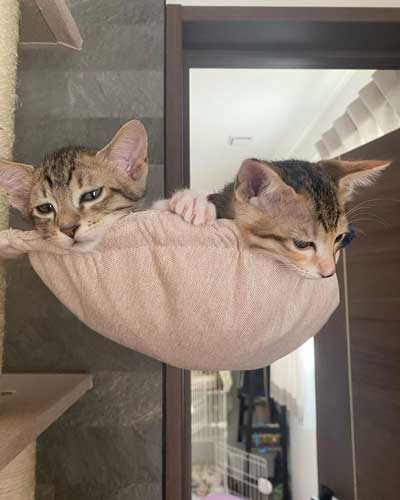 保護猫の2匹画像