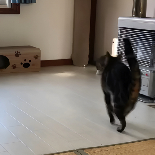 じゃれあう猫たち