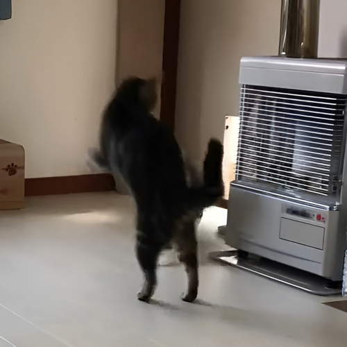 じゃれあう猫たち