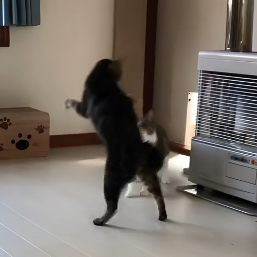 じゃれあう猫たち