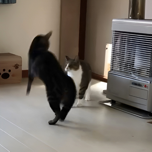 じゃれあう猫たち